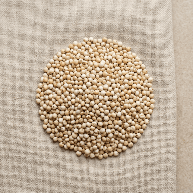Sorghum (Jowar)